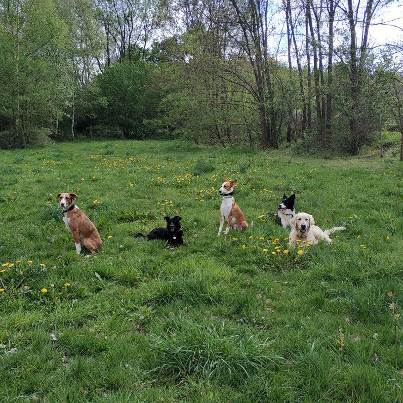 Alltagshunde Hamburg Junghundetraining