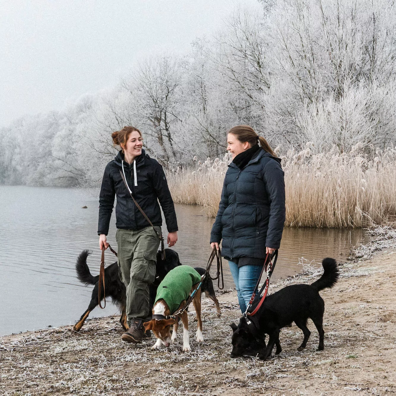 Alltagshunde Hundepension