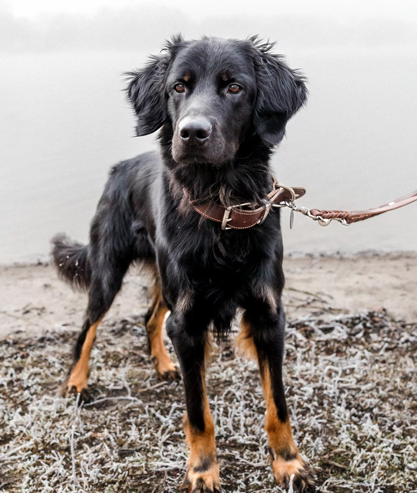 Alltagshunde Hamburg