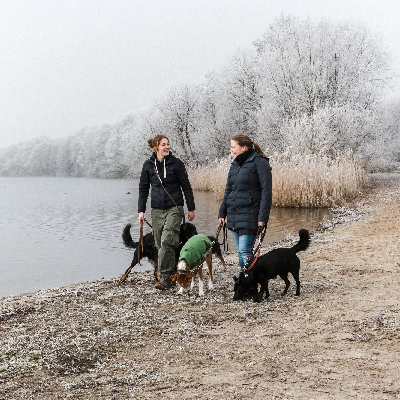 Alltagshunde Hamburg Hundeschule Vierlande