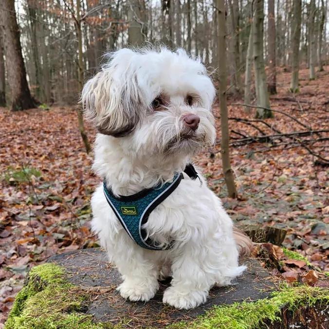 Alltagshunde Hamburg Fritz