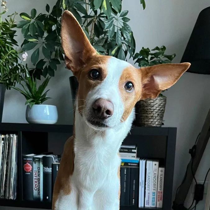 Alltagshunde Hamburg Bewertung Podenco