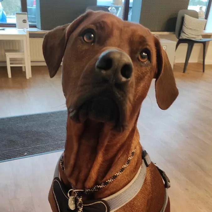 Alltagshunde Hamburg Ridgeback