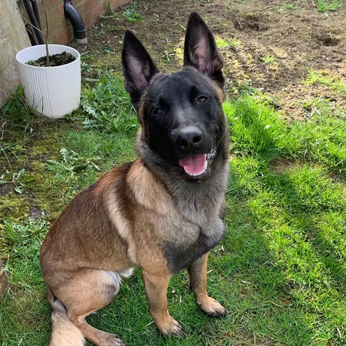 Alltagshunde Hamburg Bewertungen Schäferhund